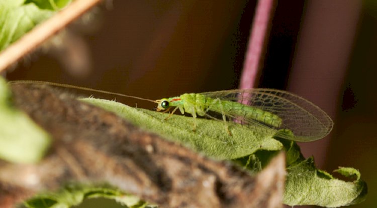 Crisopídeos vs. Pulgões: A batalha natural que sua horta precisa