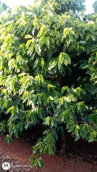 A importância dos crisopídeos na polinização de plantas