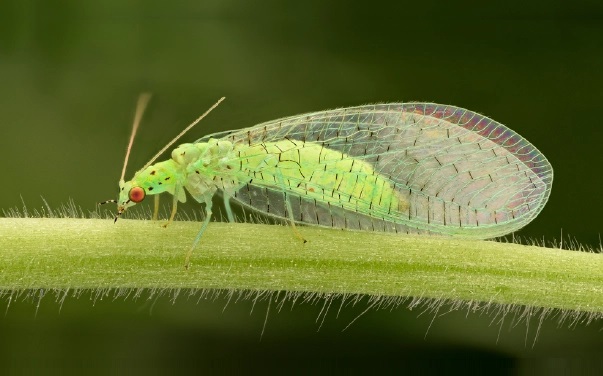 crisopídeos na horta
