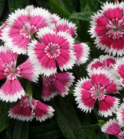 cuidados com a dianthus (cravina)