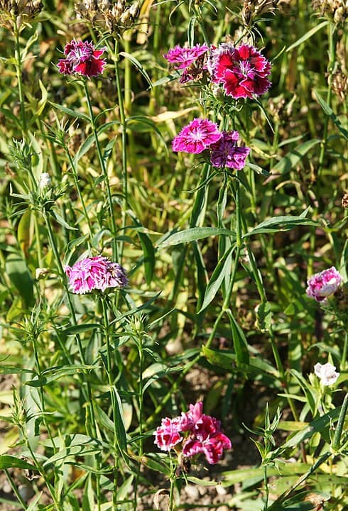 5 ideias de títulos:
1. Guia Completo: Como Plantar e Cuidar de Cravinas para um Jardim Vibrante
2. Cravina em Casa: Dicas Essenciais para o Cultivo em Vasos e Interiores
3. Sol