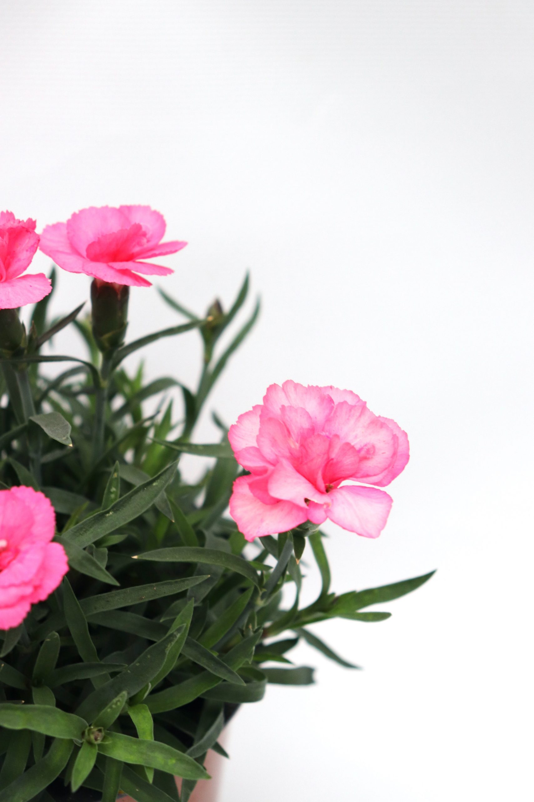 Solo e Água: Os Segredos para Manter sua Cravina Saudável e Florida
4. Manutenção e Adubação da Cravina: Garanta Flores Deslumbrantes o Ano Todo
5. Curiosidades da Cravina: Flores Comestíveis e Seus Usos na Culinária