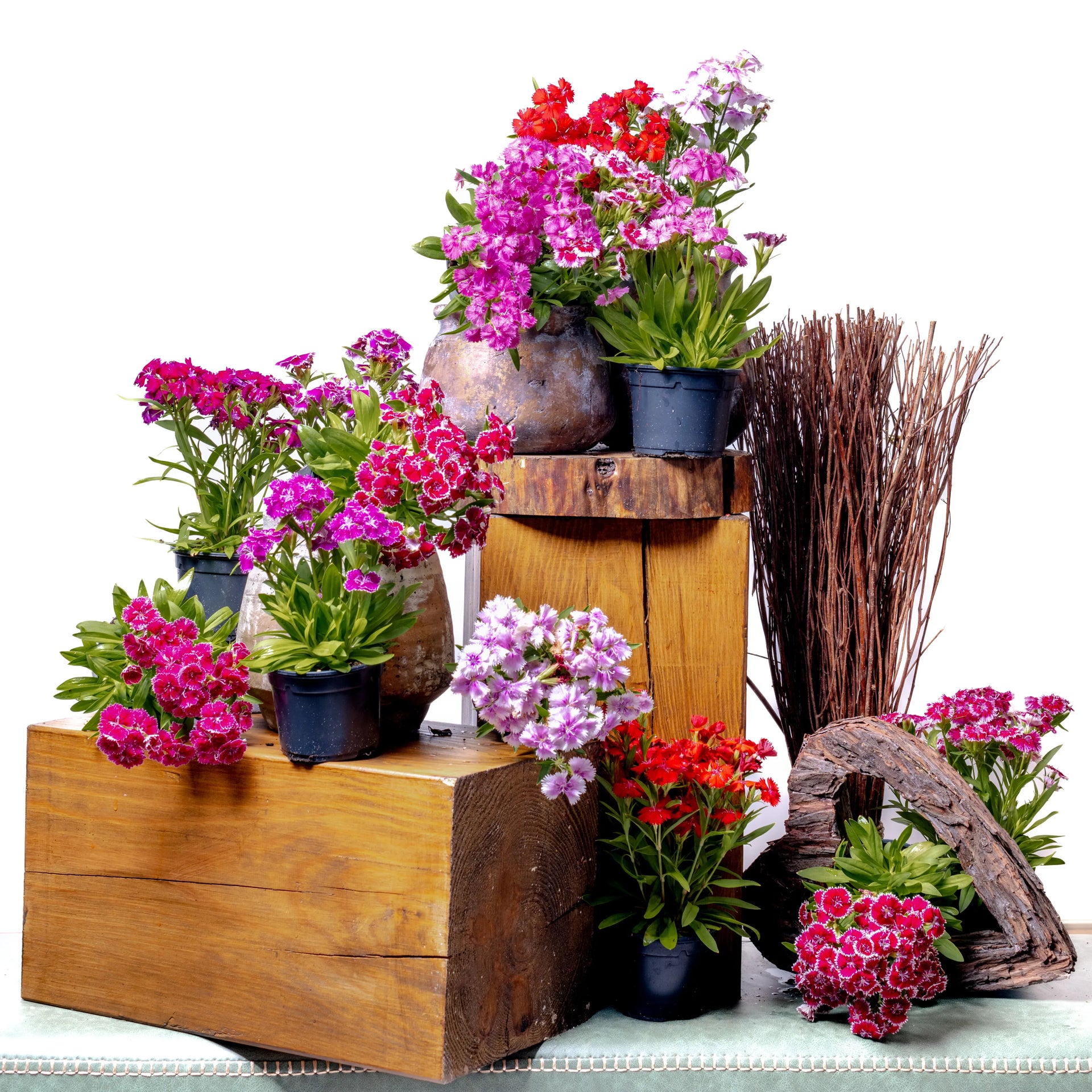 5 ideias de títulos:
1. Guia Completo: Como Plantar e Cuidar de Cravinas para um Jardim Vibrante
2. Cravina em Casa: Dicas Essenciais para o Cultivo em Vasos e Interiores
3. Sol