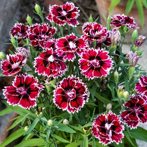 Solo e Água: Os Segredos para Manter sua Cravina Saudável e Florida
4. Manutenção e Adubação da Cravina: Garanta Flores Deslumbrantes o Ano Todo
5. Curiosidades da Cravina: Flores Comestíveis e Seus Usos na Culinária