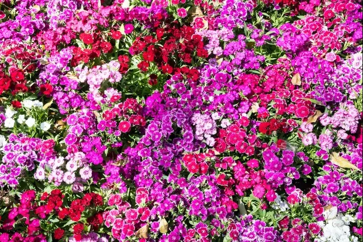 Solo e Água: Os Segredos para Manter sua Cravina Saudável e Florida
4. Manutenção e Adubação da Cravina: Garanta Flores Deslumbrantes o Ano Todo
5. Curiosidades da Cravina: Flores Comestíveis e Seus Usos na Culinária