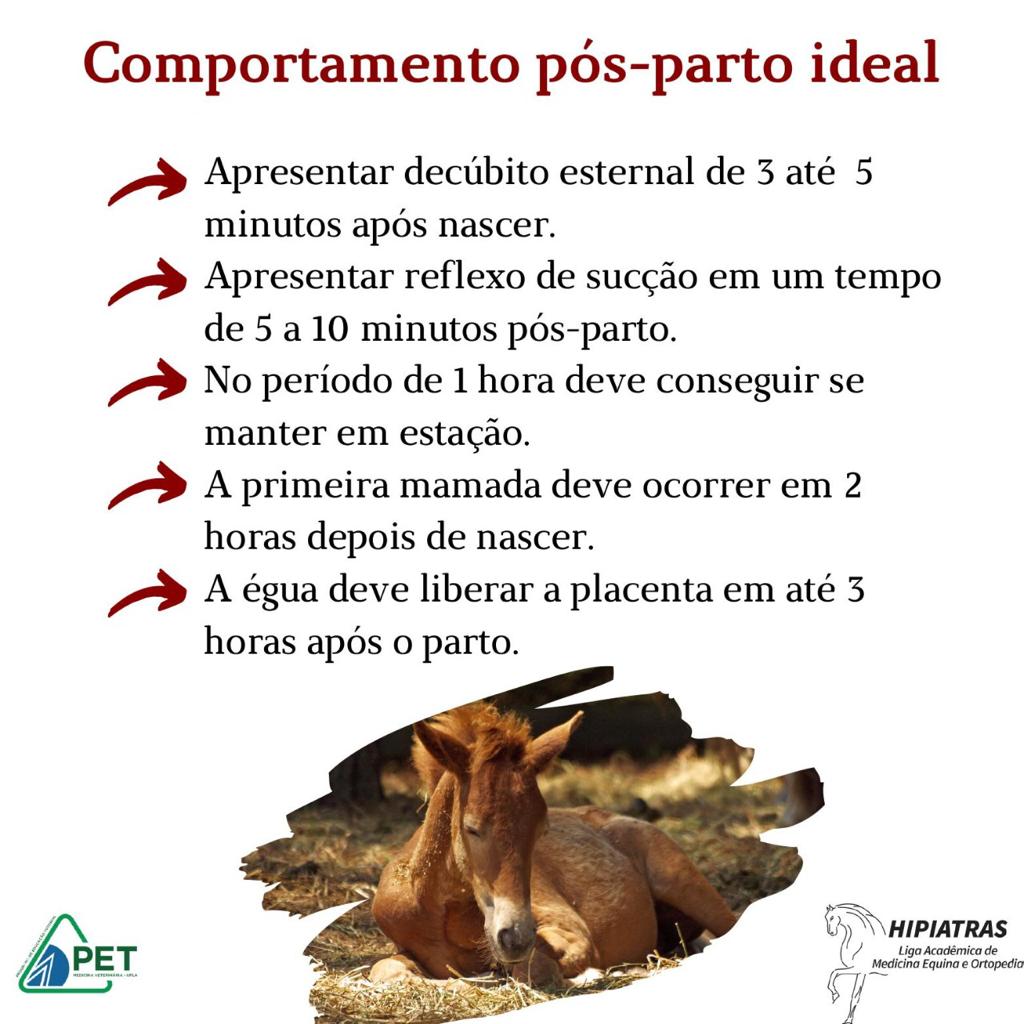 cuidados com a equinops (ouriço-azul)