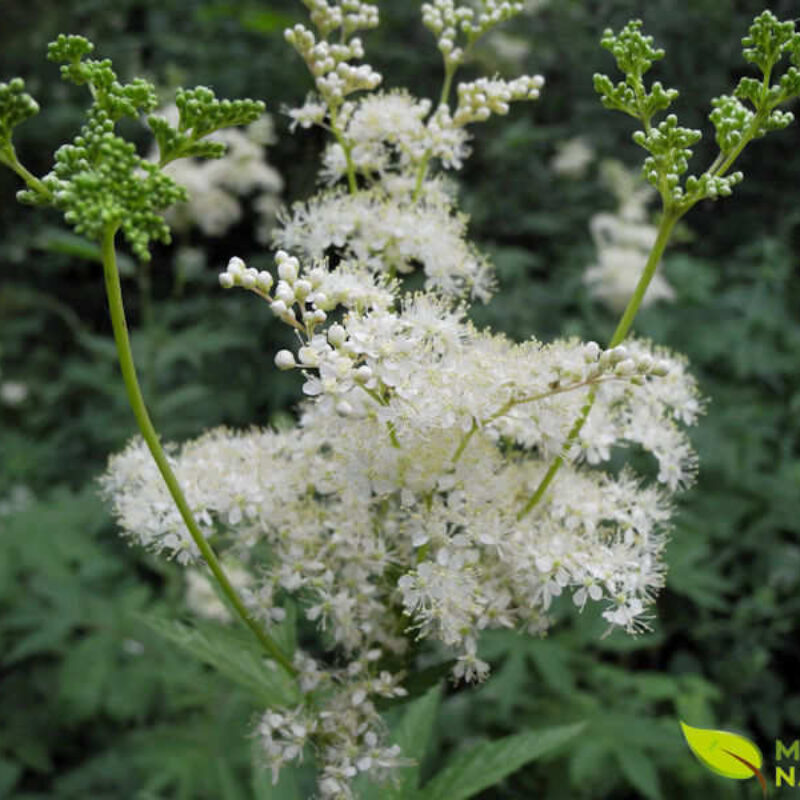 cuidados com a filipendula (rainha-dos-prados)