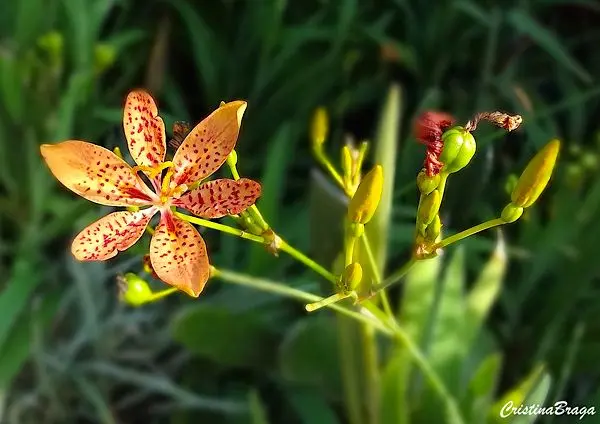cuidados com a flor-leopardo (belamcanda chinensis)