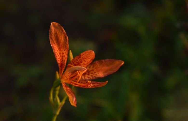 Guia Completo: Como Plantar e Cuidar da Flor-Leopardo no Seu Jardim