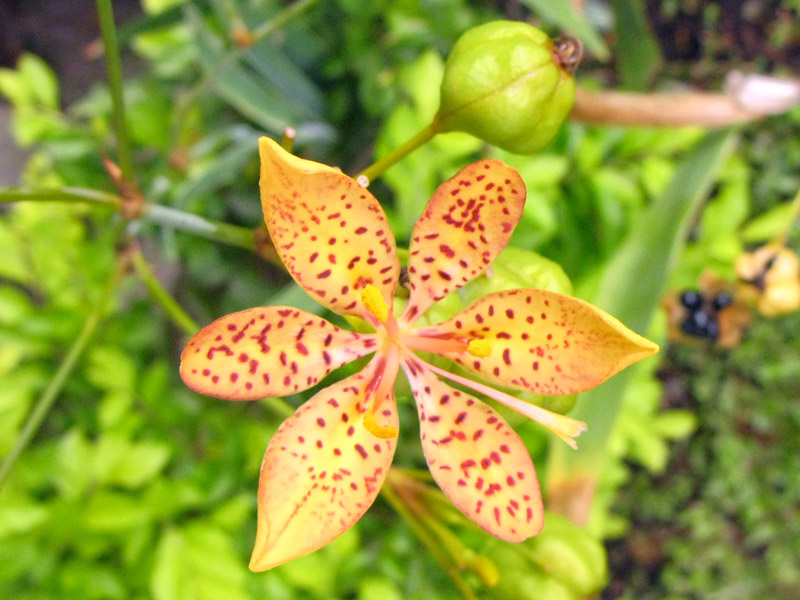 Flor-Leopardo em Vasos: Dicas Essenciais para um Cultivo de Sucesso