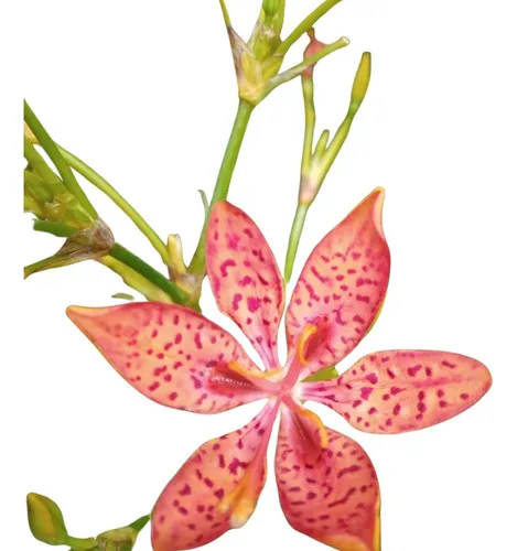 Beleza Exótica: Conheça a Flor-Leopardo e Seus Cuidados Simplificados