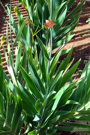 cuidados com a flor-leopardo (belamcanda chinensis)