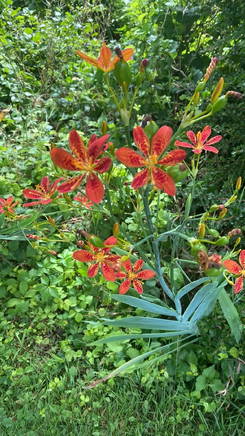 Guia Completo: Como Plantar e Cuidar da Flor-Leopardo no Seu Jardim