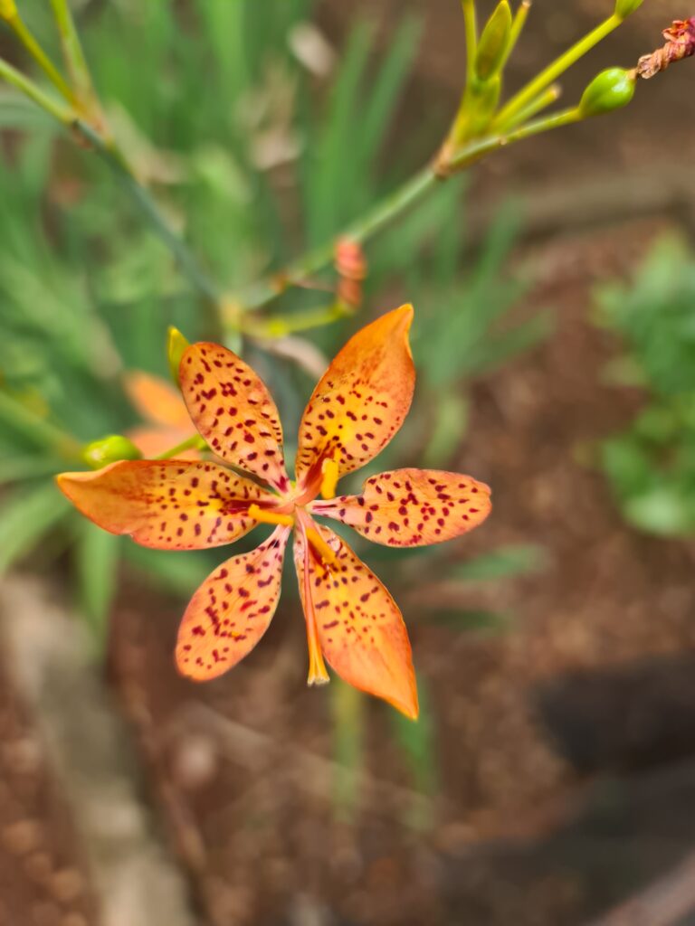 Flor-Leopardo e Pets: O Que Você Precisa Saber Sobre a Toxicidade