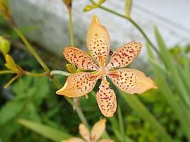 Propagação da Flor-Leopardo: Multiplique Suas Plantas Facilmente