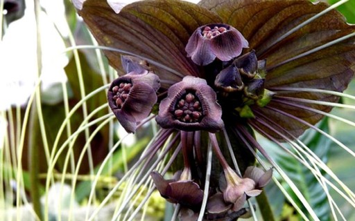 cuidados com a flor-morcego (tacca chantrieri)