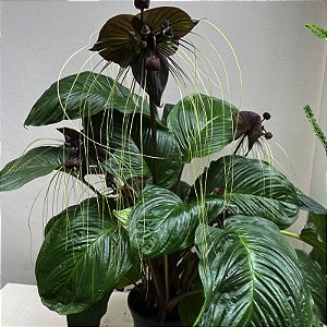 melhores dicas de cuidados com a flor morcego