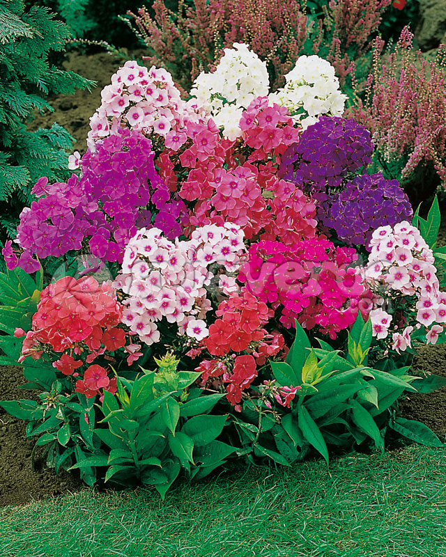 Como tratar gastroenterite em casa