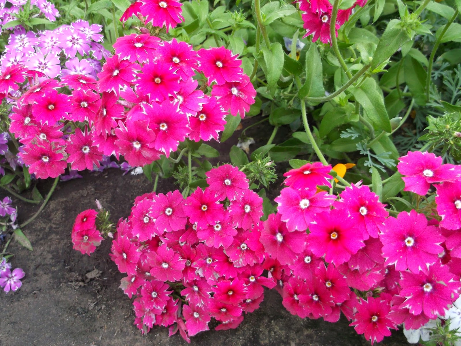 Como identificar os sintomas de infecção urinária