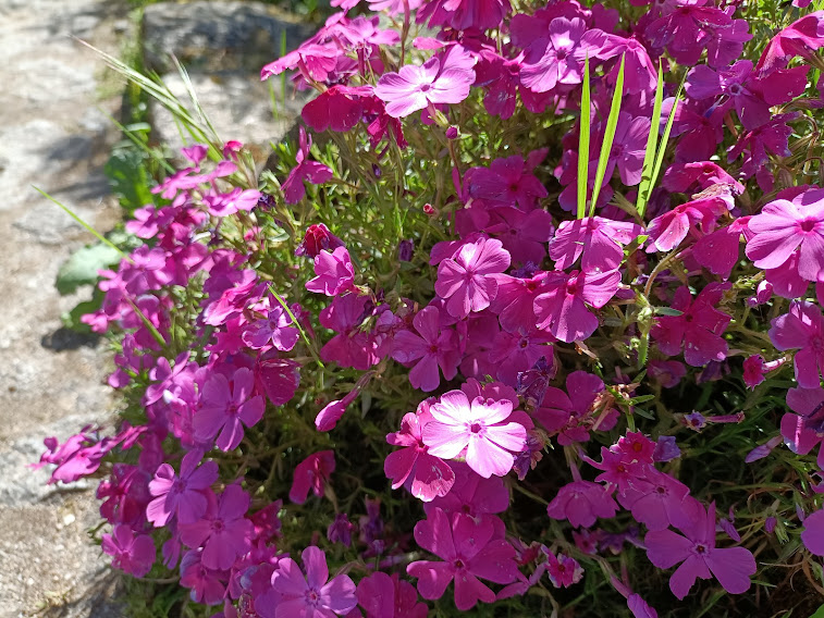 Guia completo de jardinagem para iniciantes