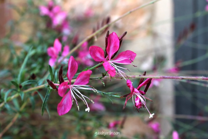 Como Podar a Gaura para Estimular Flores Novas