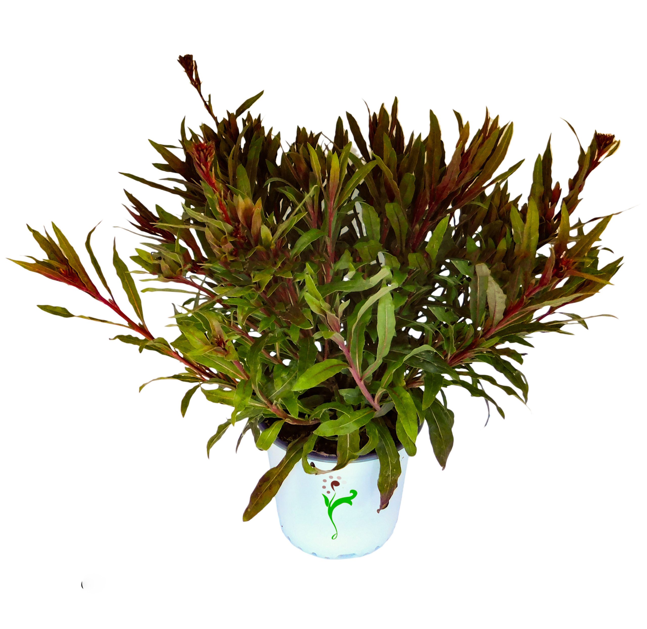 Climas Ideais para o Florescimento da Gaura