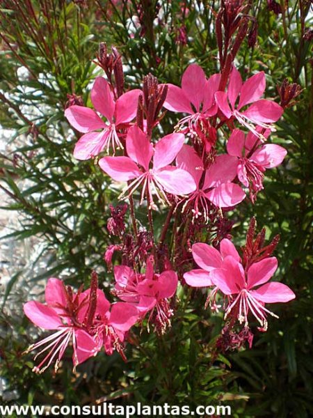 Gaura em Vasos vs. Jardim: Qual a Melhor Opção?