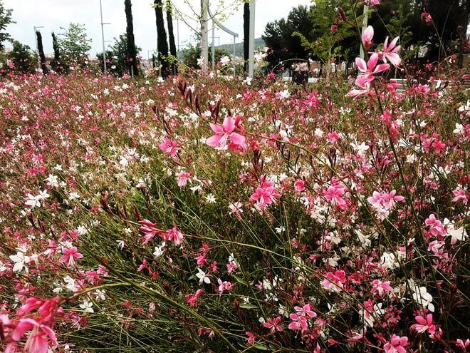 Climas Ideais para o Florescimento da Gaura