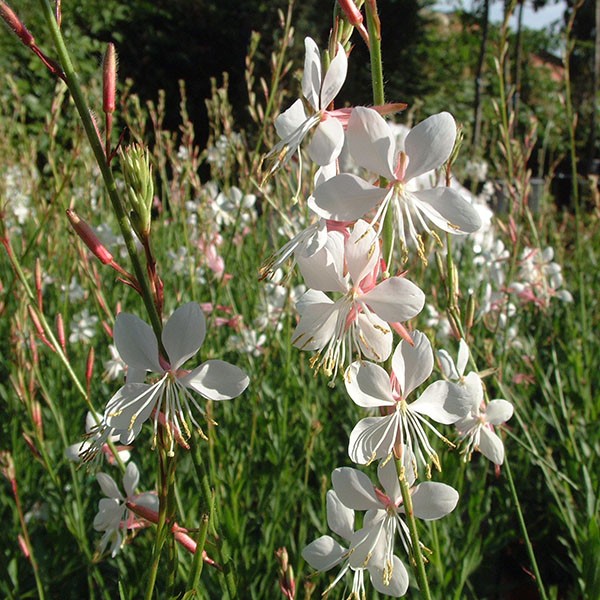Combinações de Plantas: Gaura com Gramíneas e Outras Flores
