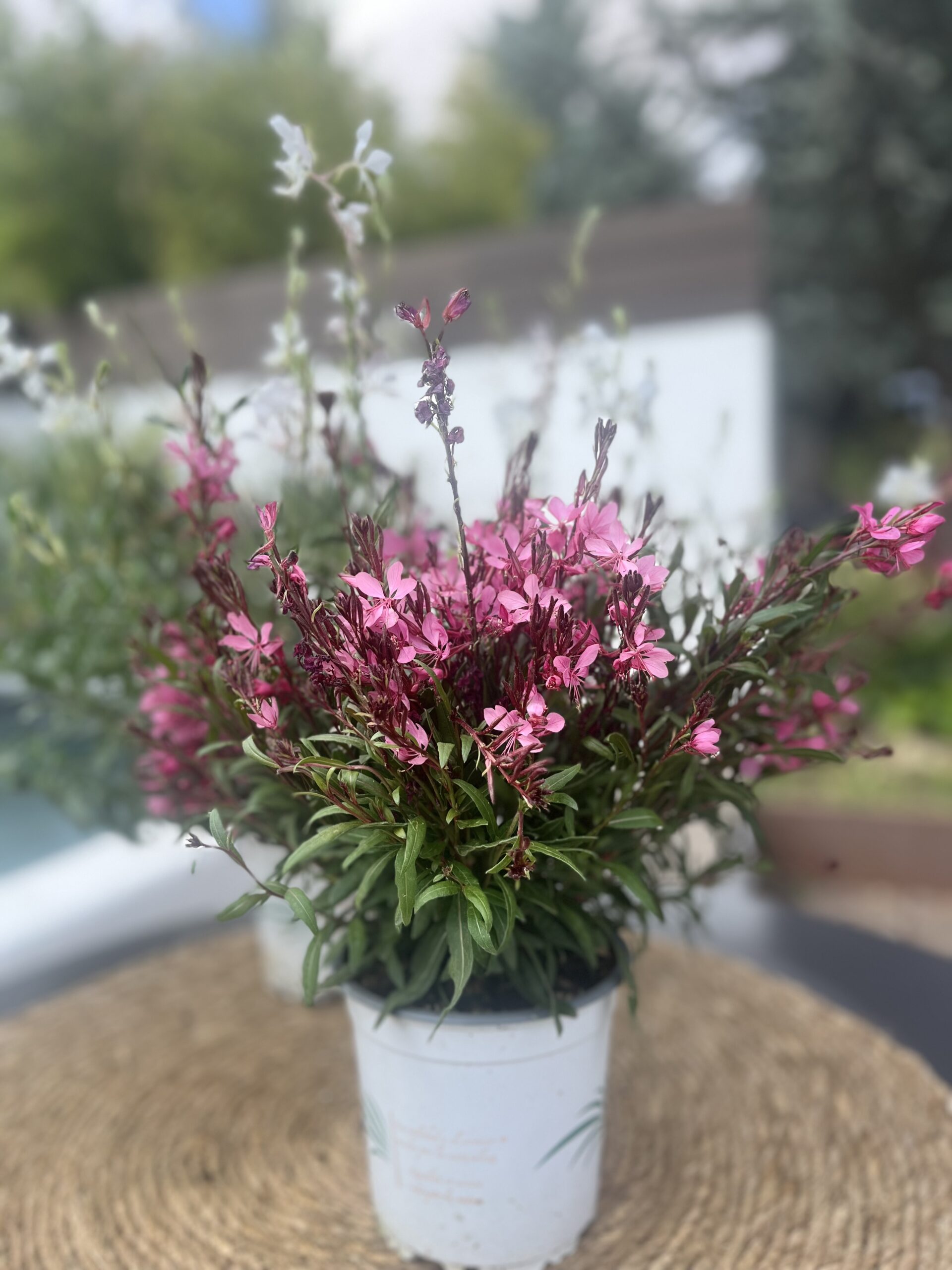 Gaura em Vasos vs. Jardim: Qual a Melhor Opção?