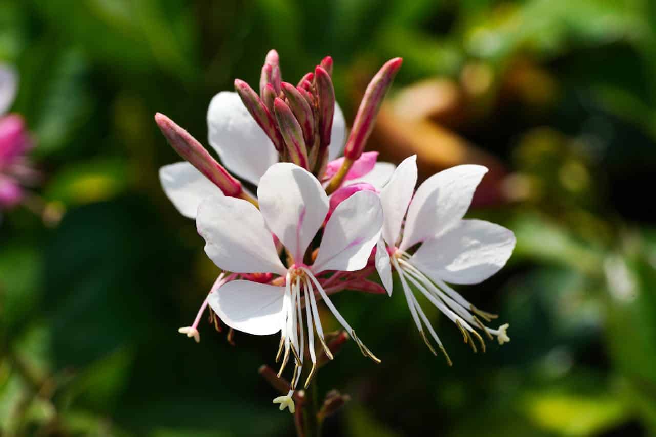 Guia Completo de Solo e Drenagem para Gaura