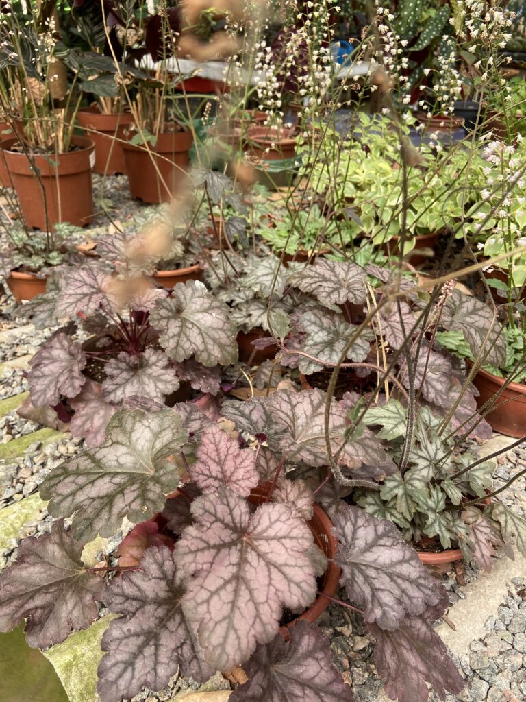 cuidados com a heuchera (flor-de-coral)
