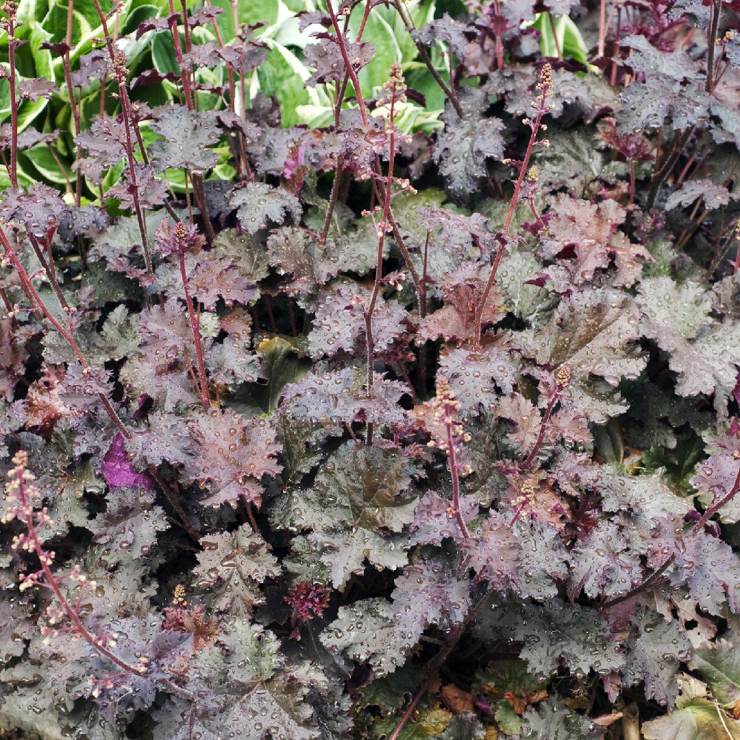 Diferenças Cruciais: Heuchera vs. Russelia Equisetiformis