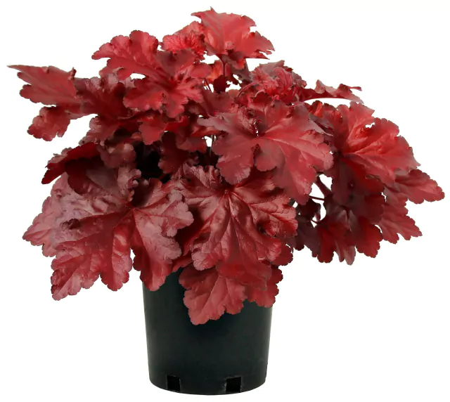 cuidados com a heuchera (flor-de-coral)