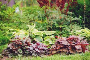 Diferenças Cruciais: Heuchera vs. Russelia Equisetiformis