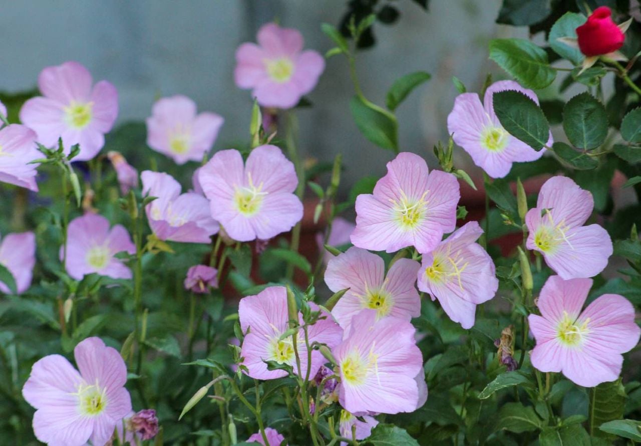 melhores dicas para cultivar prímula da noite em casa