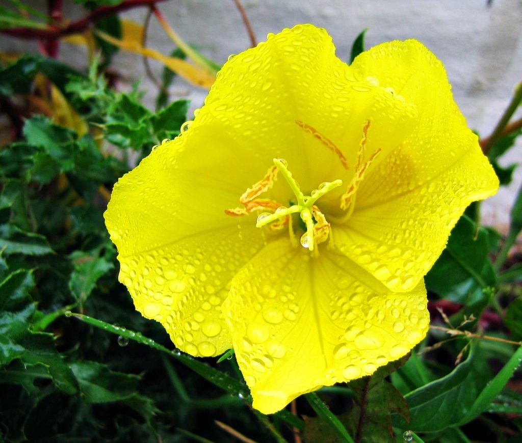 erros comuns ao cuidar de oenothera e como evitá-los