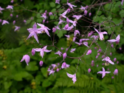 cuidados com a thalictrum (flor-de-prado-espanhola)