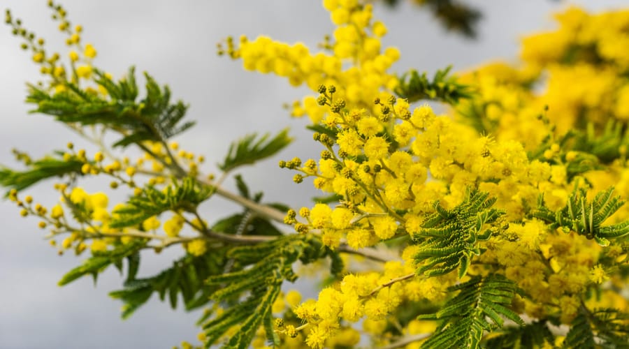 cuidados com a thalictrum (flor-de-prado-espanhola)