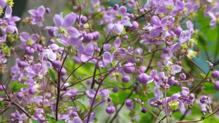 5 ideias de títulos:
1. Guia Completo: Como Cultivar e Cuidar de Thalictrum no Seu Jardim
2. Thalictrum: A Planta Resistente à Juglona que Transforma Seu Espaço Verde
3. Segredos da Floração: Maximizando a Beleza do Ruibarbo-dos-Prados
4. Thalictrum: Escolhendo a Variedade Certa para Seu Clima e Solo
5. Dicas de Ouro para Manter Seu Thalictrum Saudável o Ano Todo