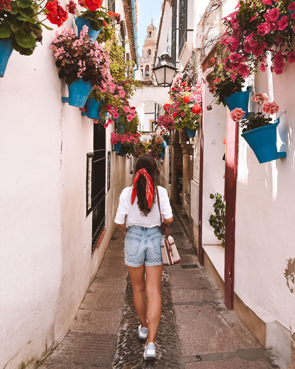 cuidados com a thalictrum (flor-de-prado-espanhola)