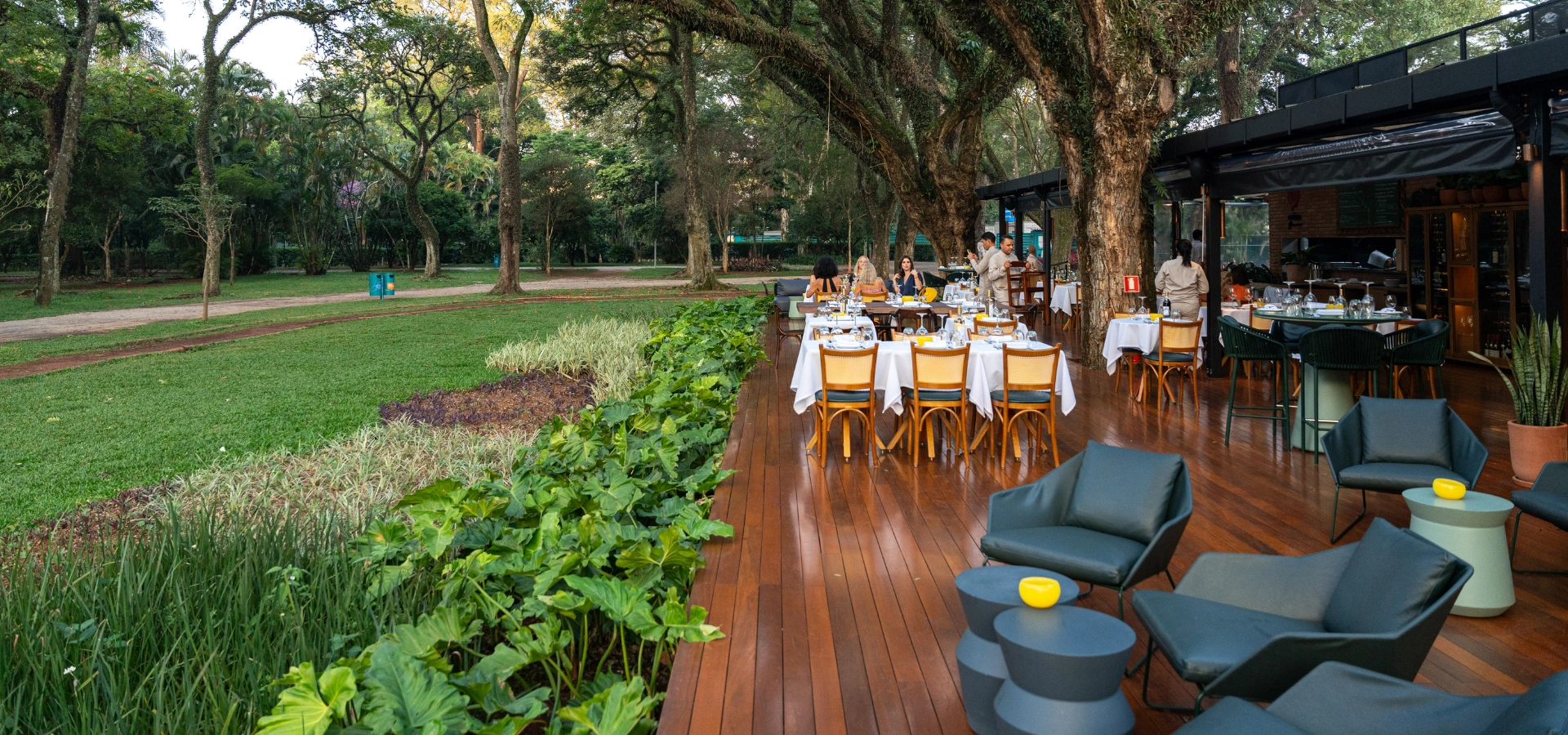 cuidados com a thalictrum (flor-de-prado-espanhola)