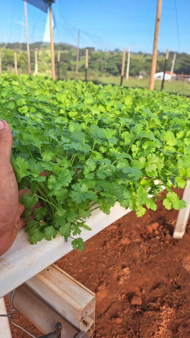 5 Erros Comuns ao Plantar Coentro e Como Evitá-los