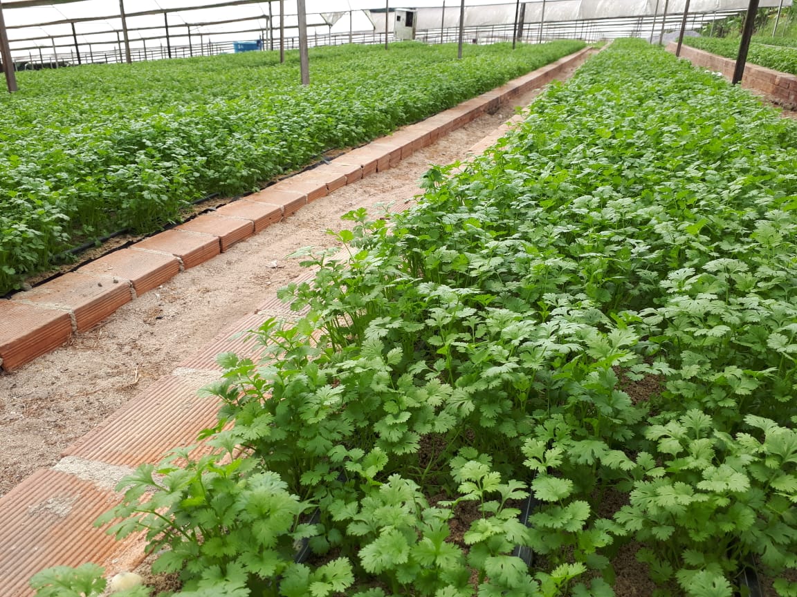 Receitas Deliciosas com Coentro Fresco