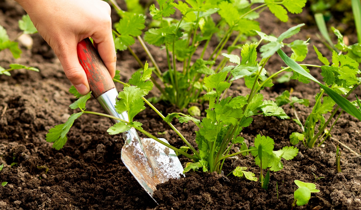 A Diferença Entre Coentro e Salsinha: Guia Visual