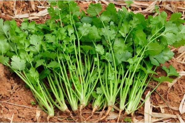 Receitas Deliciosas com Coentro Fresco