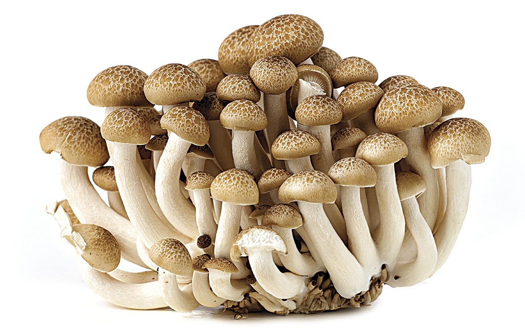 cultivo de cogumelo shimeji