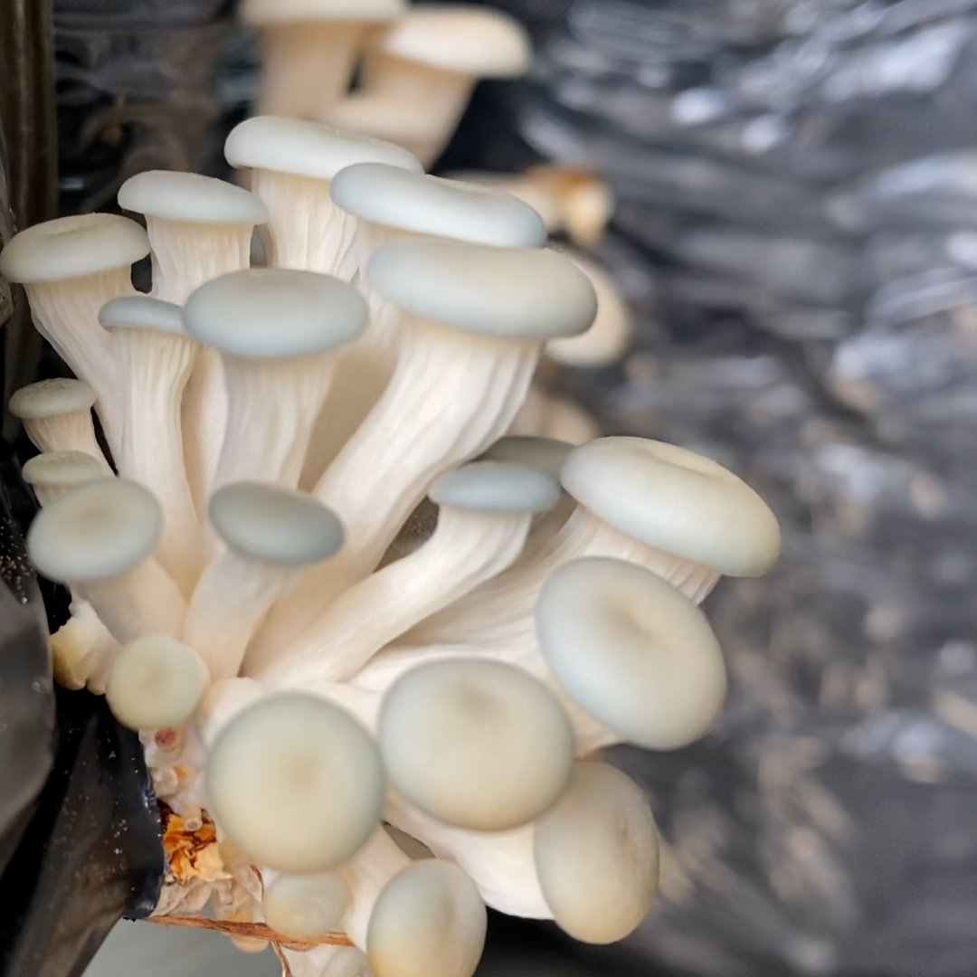 Guia Completo: Como Montar um Kit de Cultivo de Shimeji em Casa