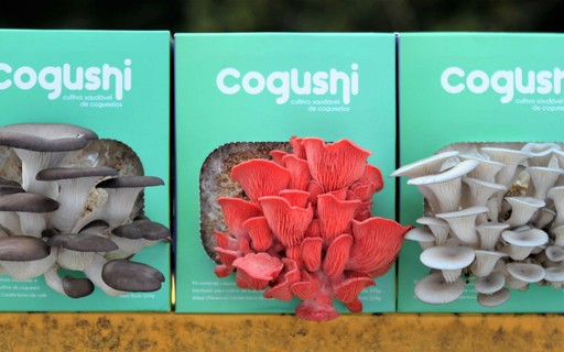 Shimeji Salmão: A Variedade Ideal para Iniciantes na Fungicultura