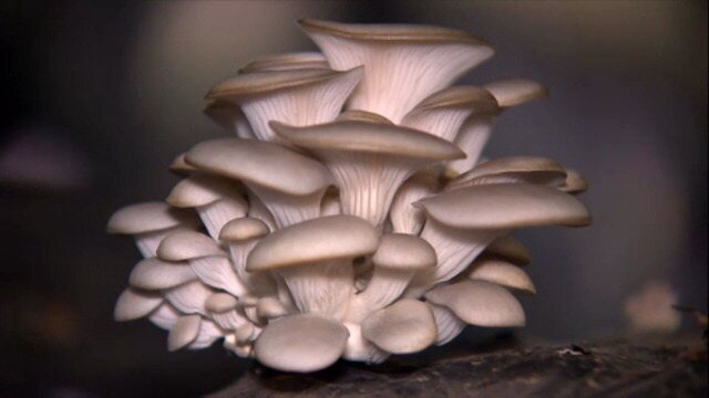 Rentabilidade do Cultivo de Shimeji: Fature até R$2.000 por Mês